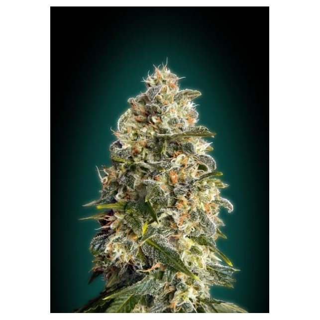 Collector Pack Feminized 3 Advanced Seeds 2
