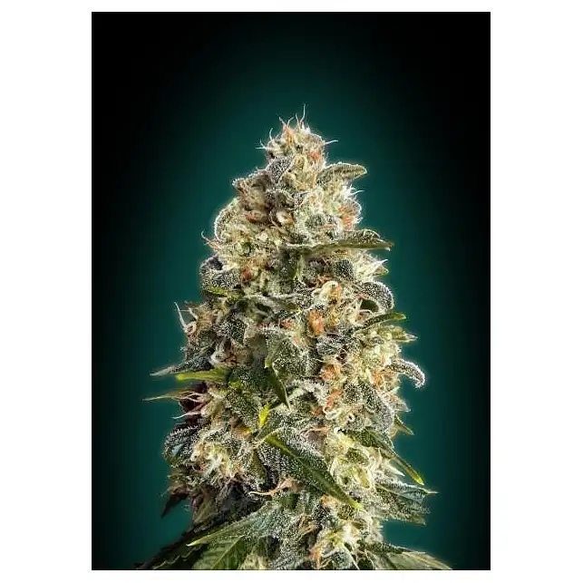 Collector Pack Feminized 3 Advanced Seeds