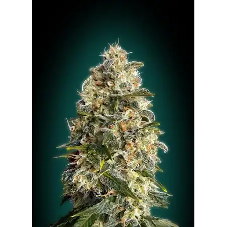 Collector Pack Feminized 3 Advanced Seeds