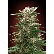Collector Pack Feminized 3 Advanced Seeds 1