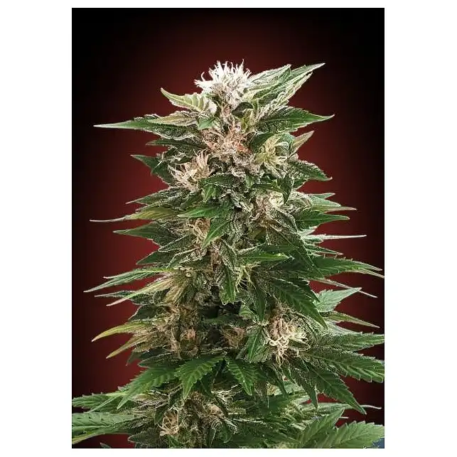 Collector Pack Feminized 3 Advanced Seeds 1