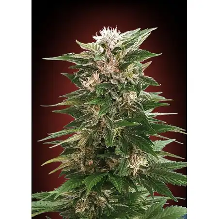 Collector Pack Feminized 3 Advanced Seeds 1