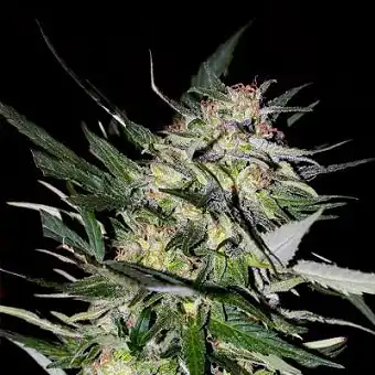 Feminisierte Kollektion #4...