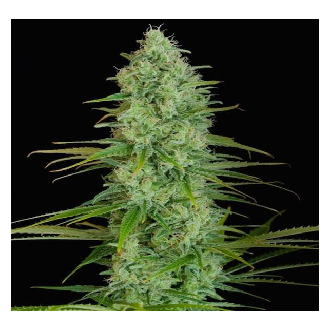 Critical + CBD.