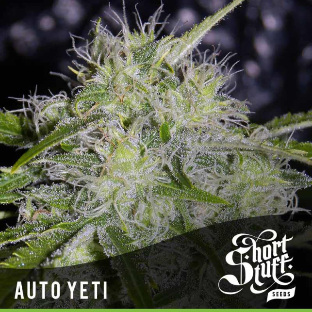 Auto Yeti 1