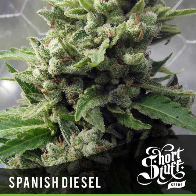 Auto Spanish Diesel 1