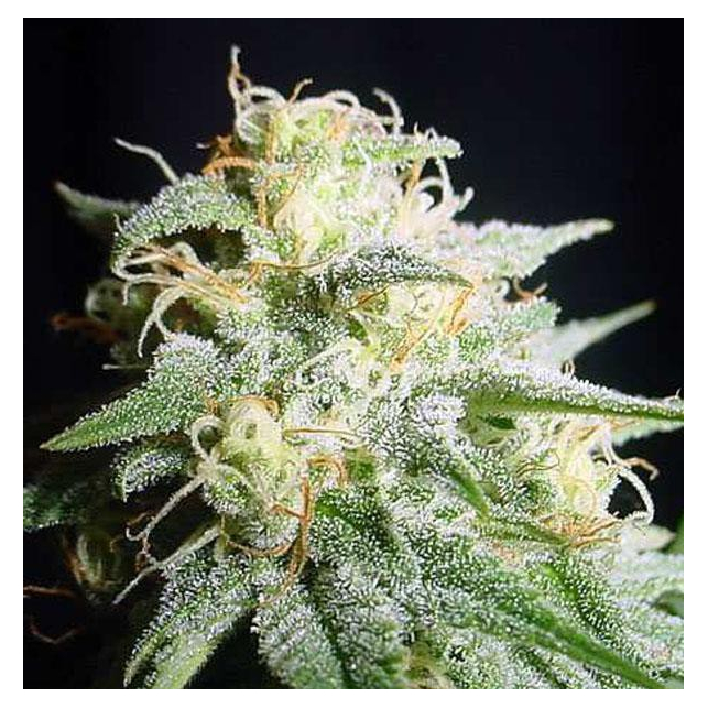 Pure Power Plant Auto CBD.