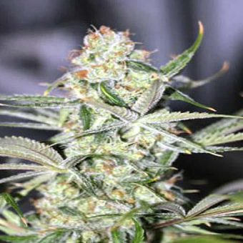 Galactic Jack - Subcool's the Dank