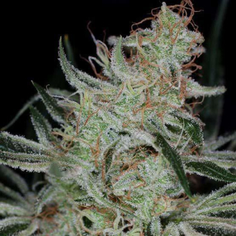 Jack The Ripper