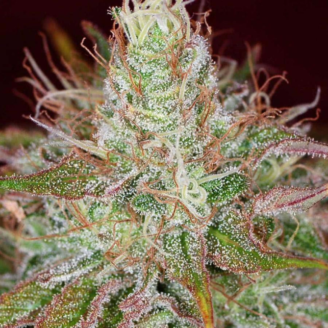 Jillybean Seeds For Sale