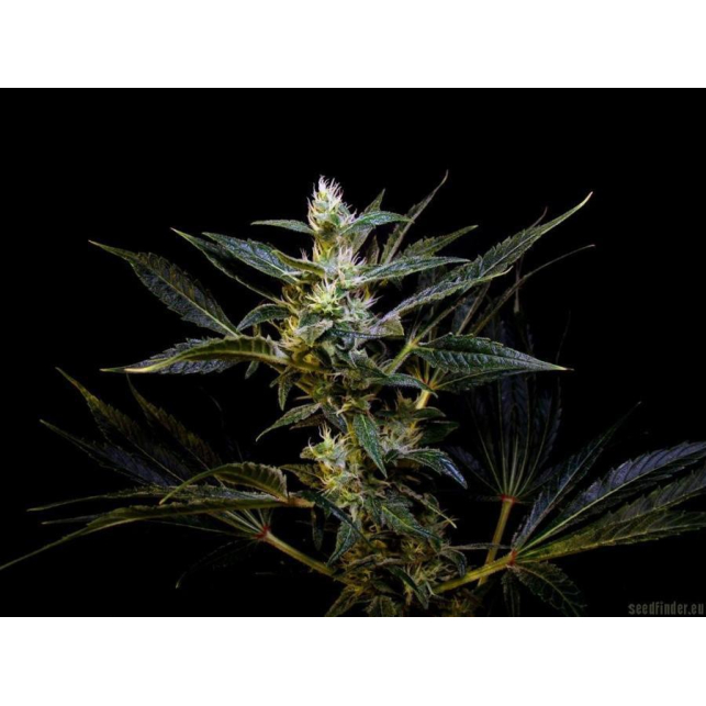 Jack Cleaner 2 2 - Subcool's the Dank