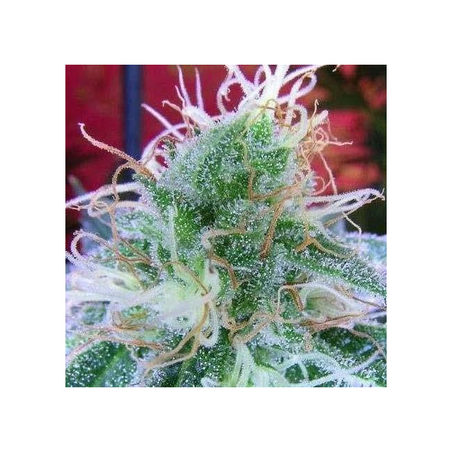 Vortex 2 - Subcool's the Dank