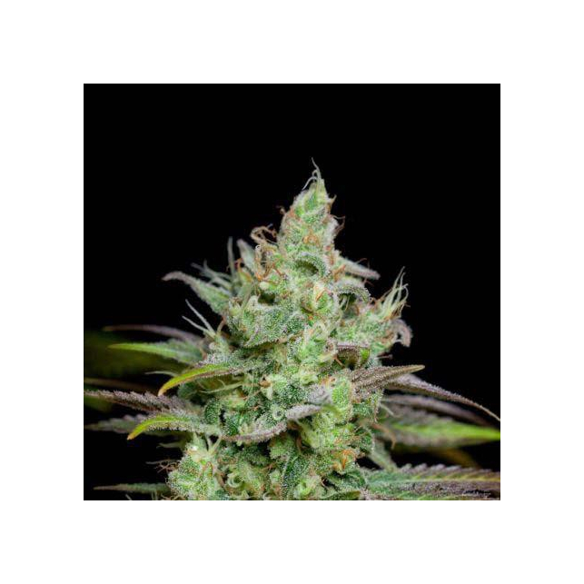 Pennywise - Subcool's the Dank