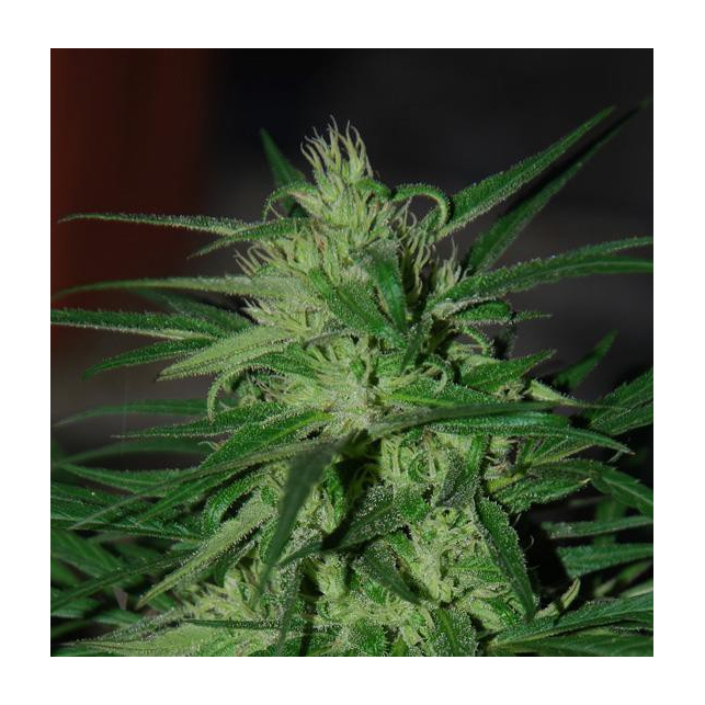 Mangobiche X Peyote Purple 1
