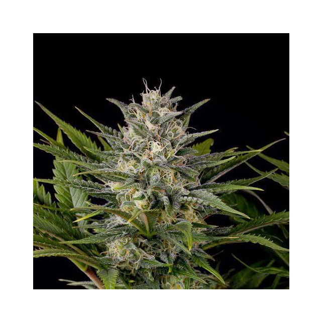 Pineapple Skunk Humboldt Seeds Feminizada