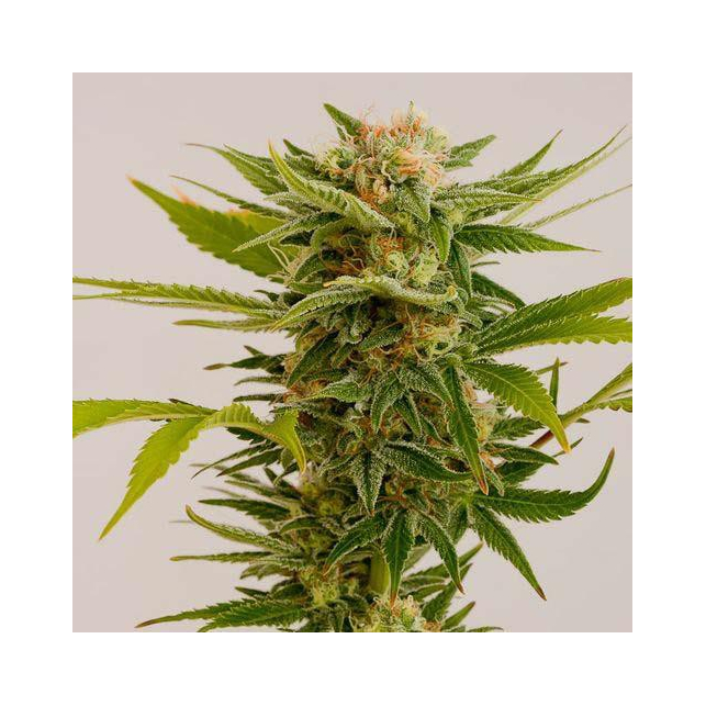 Sour Diesel 2 Humboldt Seeds Feminized