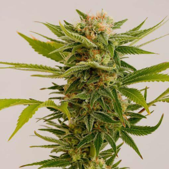 Sour Diesel   2 Humboldt Seeds