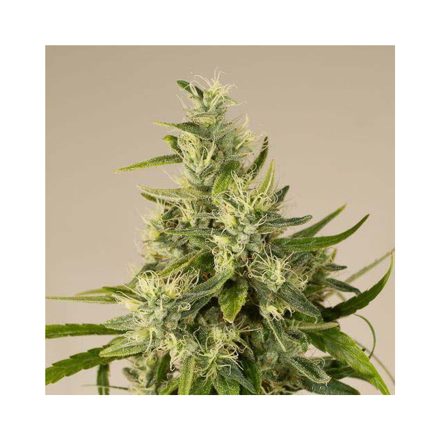 Trainwreck Humboldt Seeds