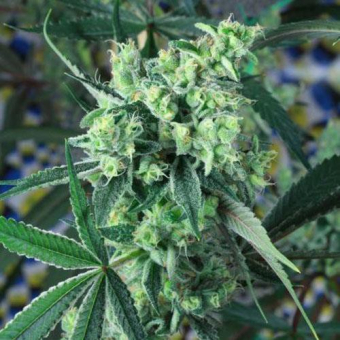 Quantum Kush