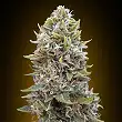 Auto Cheese Berry - 00 Seeds