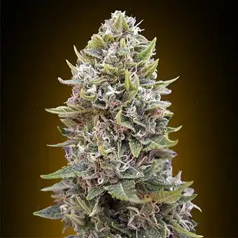 Auto Cheese Berry - 00 Seeds