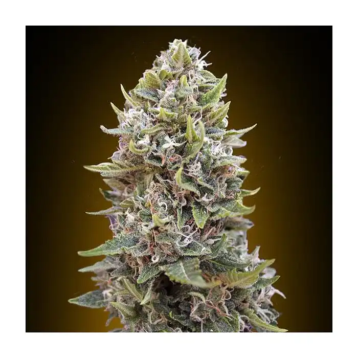Auto Cheese Berry - 00 Seeds