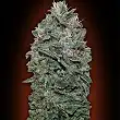 Sweet Soma - 00 Seeds