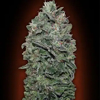 Sweet Soma - 00 Seeds