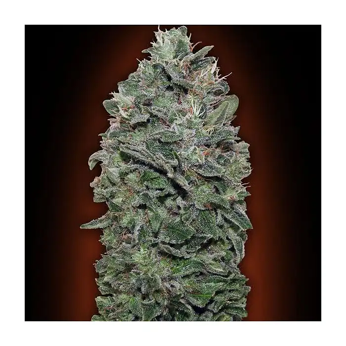 Sweet Soma - 00 Seeds