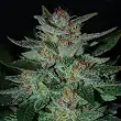 Blue Cheese - Expert Seeds