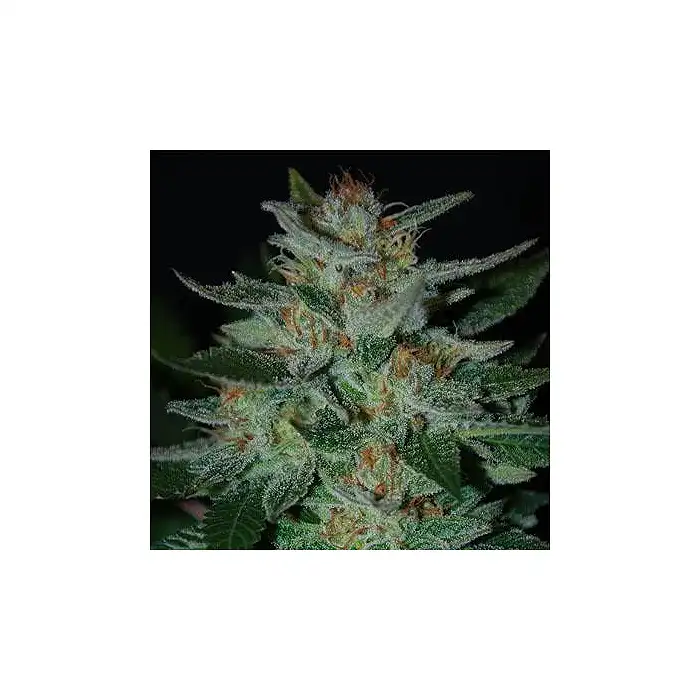 Blue Cheese - Expert Seeds
