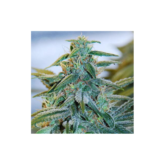 Mazar Auto Expert Seeds