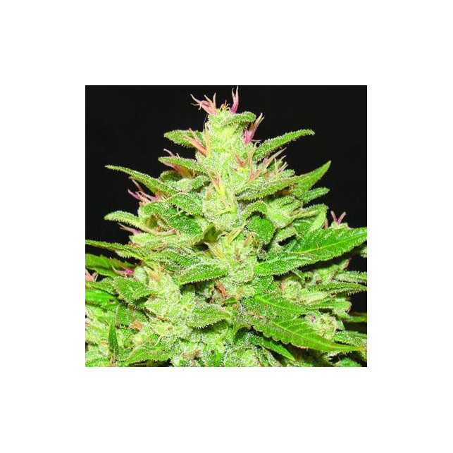 Auto Kush Expert Seeds
