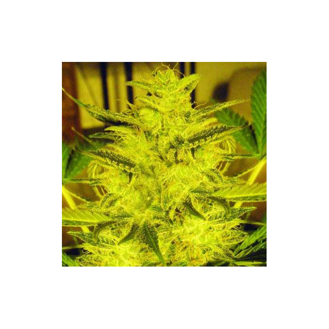 Caramella Auto Expert Seeds