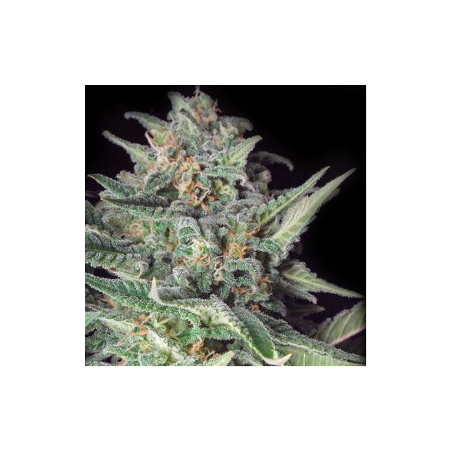 Big Skunk La Plata Labs Seeds Big Skunk La Plata Labs Seeds