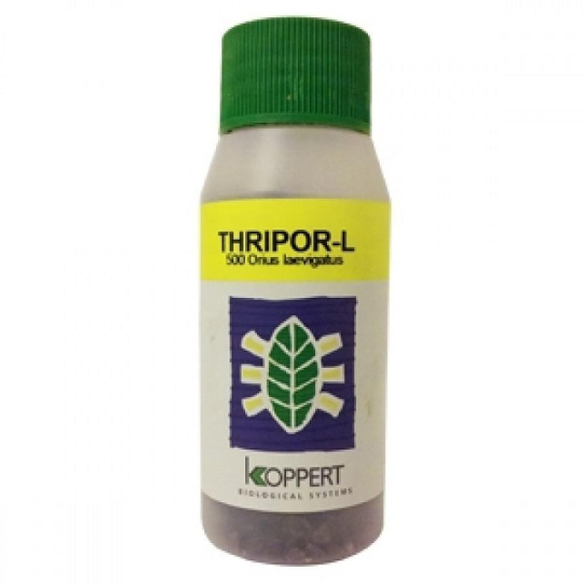 Thripor-L 500 Orius laevigatus Thripor-L 500 Orius laevigatus