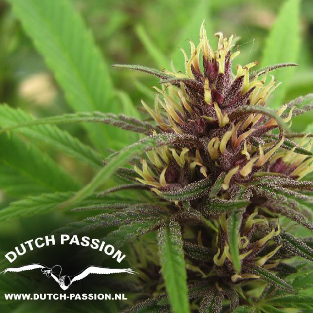 Purple  1 3 - Dutch Passion