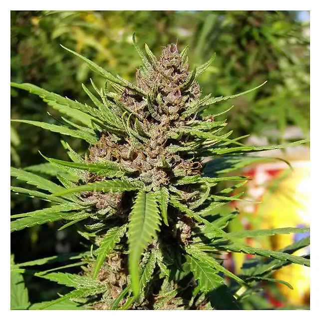 Purple  1 1 - Dutch Passion