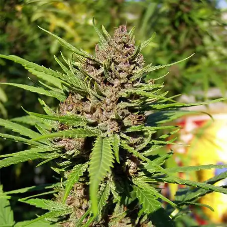 Purple  1 1 - Dutch Passion