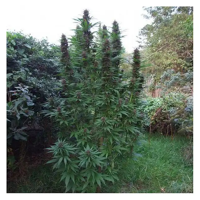Purple  1 2 - Dutch Passion
