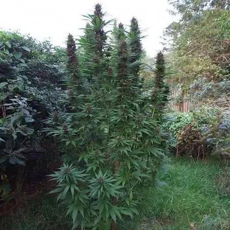 Purple  1 2 - Dutch Passion