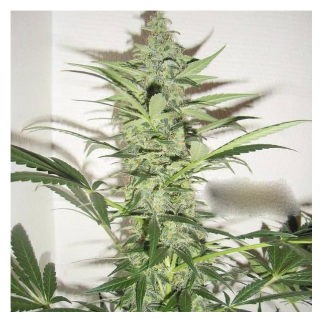 Super Diesel Haze Auto Super Diesel Haze Auto