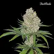 C4-Matic - FastBuds