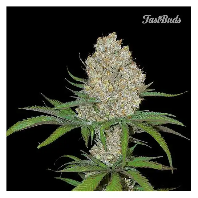 C4-Matic - FastBuds