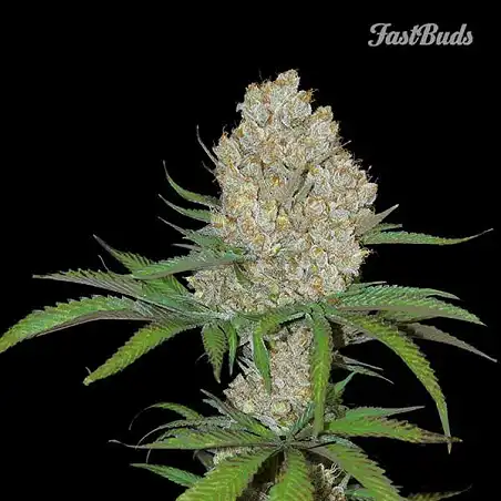 C4-Matic - FastBuds