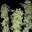 C4-Matic 1 - FastBuds