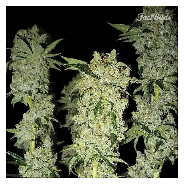 C4-Matic 1 - FastBuds