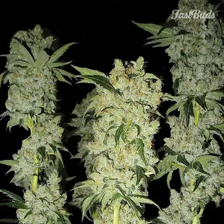 C4-Matic 1 - FastBuds