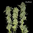 C4-Matic 2 - FastBuds