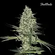 Rhino Ryder - FastBuds